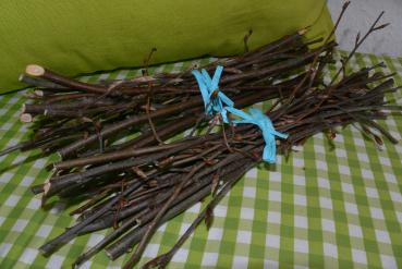 Knabberäste Buche