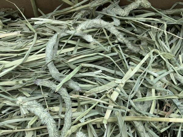 Timothy Premium Knabberheu 1. Schnitt grob